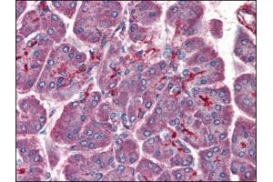 Human Pancreas (formalin-fixed, paraffin-embedded) stained with PAFAH1B1at 3. (PAFAH1B1 anticorps  (C-Term))