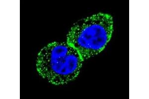 Confocal immunofluorescent analysis of IDH antibody with HepG2 cells followed by Alexa Fluor 488-conjugated goat anti-rabbit lgG (green) and DAPI nuclear counterstain (blue). (IDH1 anticorps  (AA 63-90))