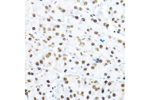 Immunohistochemistry of paraffin-embedded mouse pancreas using NR5 Rabbit pAb (ABIN6133574, ABIN6144832, ABIN6144834 and ABIN6217774) at dilution of 1:100 (40x lens).