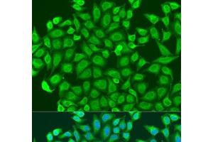 Immunofluorescence analysis of U2OS cells using PCDHA6 Polyclonal Antibody at dilution of 1:100. (PCDHA6 anticorps)