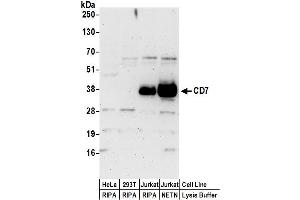Western Blotting (WB) image for anti-CD7 (CD7) (AA 190-240) antibody (ABIN7455031)