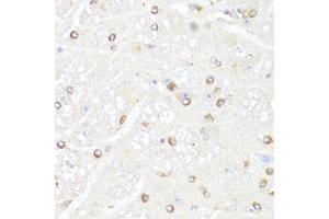 Immunohistochemistry of paraffin-embedded mouse brain using POLR2B antibody. (POLR2B anticorps)
