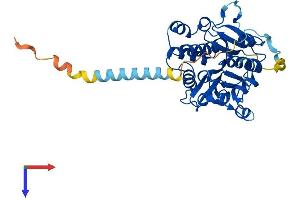 AlphaFold protein structure predicition of Human Recombinant A4GALT Protein, UniprotID Q9NPC4