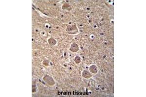 TP53INP1 Antibody (N-term) immunohistochemistry analysis in formalin fixed and paraffin embedded human brain tissue followed by peroxidase conjugation of the secondary antibody and DAB staining. (TP53INP1 anticorps  (N-Term))
