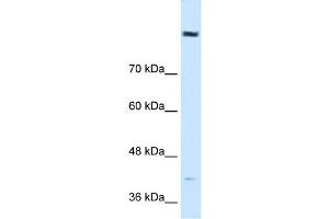Cobl-Like 1 antibody used at 0. (COBLL1 anticorps  (N-Term))