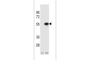 Western blot analysis of RUVBL2 (arrow) using rabbit polyclonal RUVBL2 Antibody (ABIN388628 and ABIN2837871). (Reptin,TIP49B,RUVB2 (AA 400-430), (C-Term) anticorps)