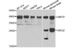 Western blot analysis of extracts of various cell lines, using UBE2Z antibody. (UBE2Z anticorps  (AA 115-354))