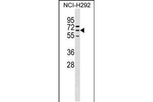 Western blot analysis in NCI-H292 cell line lysates (35ug/lane). (ZNF599 anticorps  (N-Term))