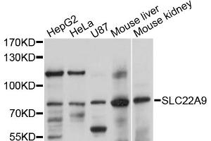Western blot analysis of extracts of various cell lines, using SLC22A9 antibody (ABIN5998838) at 1/1000 dilution. (SLC22A9 anticorps)