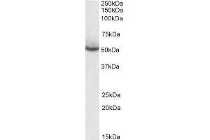 ABIN185282 (0. (PPARD anticorps  (C-Term))