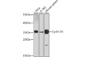 Western blot analysis of extracts of various cell lines, using Cyclin D3 antibody (ABIN6127731, ABIN6138087, ABIN6138088 and ABIN7101345) at 1:3000 dilution. (Cyclin D3 anticorps  (AA 201-292))