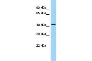 Host: Rabbit Target Name: GPR25 Sample Type: Placenta lysates Antibody Dilution: 1. (GPR25 anticorps  (Middle Region))