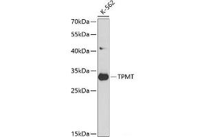 Western blot analysis of extracts of K562 cells using TPMT Polyclonal Antibody at dilution of 1:1000. (TPMT anticorps)