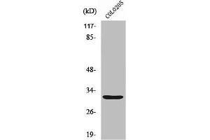 Western Blot analysis of HuvEc cells using Neurexophilin-4 Polyclonal Antibody (Neurexophilin 4 anticorps  (C-Term))