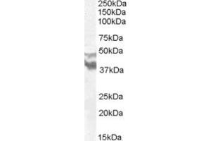 ABIN263151 (0. (DYX1C1 anticorps  (N-Term))