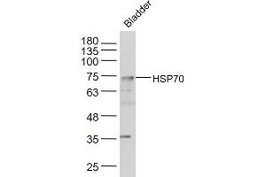 Mouse bladder lysates probed with HSP70 Polyclonal Antibody, Unconjugated  at 1:300 dilution and 4˚C overnight incubation. (HSP70 anticorps  (AA 481-534))