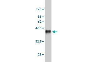 Western Blot detection against Immunogen (37.