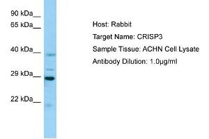 Western Blotting (WB) image for anti-Cysteine-Rich Secretory Protein 3 (CRISP3) (N-Term) antibody (ABIN2789796)