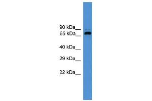 WB Suggested Anti-USP2 Antibody Titration: 0. (USP2 anticorps  (Middle Region))