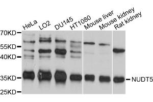 Western blot analysis of extracts of various cell lines, using NUDT5 antibody (ABIN5998398) at 1/1000 dilution. (NUDT5 anticorps)
