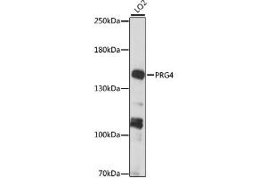Western blot analysis of extracts of LO2 cells, using PRG4 antibody (ABIN6294151) at 1:1000 dilution. (Proteoglycan 4 anticorps)