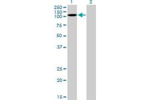 Western Blot analysis of KSR2 expression in transfected 293T cell line by KSR2 MaxPab polyclonal antibody. (KSR2 anticorps  (AA 1-829))
