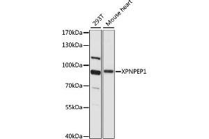 Western blot analysis of extracts of various cell lines, using XPNPEP1 antibody (ABIN7271402) at 1:1000 dilution. (XPNPEP1 anticorps  (AA 44-240))