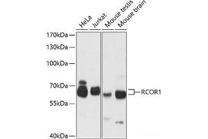 Western blot analysis of extracts of various cell lines using RCOR1 Polyclonal Antibody at dilution of 1:3000. (CoREST anticorps)