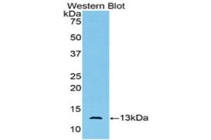 Western Blotting (WB) image for anti-Anti-Mullerian Hormone (AMH) (AA 447-553) antibody (ABIN1857977) (AMH anticorps  (AA 447-553))