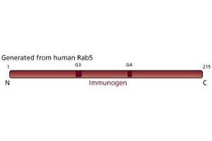 Image no. 4 for anti-RAB5A, Member RAS Oncogene Family (RAB5A) (AA 1-215) antibody (ABIN967882)