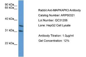 WB Suggested Anti-MAPKAPK3  Antibody Titration: 0. (MAPKAP Kinase 3 anticorps  (C-Term))