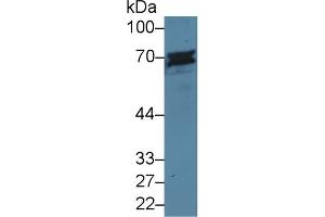 Western Blot; Sample: Human Jurkat cell lysate; Primary Ab: 5µg/ml Rabbit Anti-Mouse CD6 Antibody Second Ab: 0.