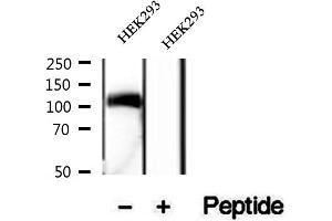 anti-Kinase Suppressor of Ras 1 (KSR1) (pSer392), (pSer40) antibody