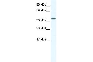 WB Suggested Anti-SOX7 Antibody Titration:  1. (SOX7 anticorps  (N-Term))