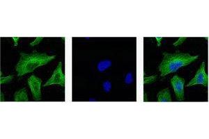 Immunofluorescence (IF) analysis of HeLa with antibody (Left) and DAPI (Right) diluted at 1:100. (TUBB anticorps)