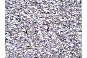 Image no. 1 for anti-Ubiquitin-Like with PHD and Ring Finger Domains 2, E3 Ubiquitin Protein Ligase (UHRF2) (AA 186-235) antibody (ABIN6735923)