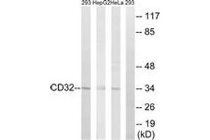 Western blot analysis of extracts from 293/HepG2/HeLa cells, treated with PMA 125ng/ml 30', using CD32 (Ab-292) Antibody. (Fc gamma RII (CD32) (AA 277-326) anticorps)