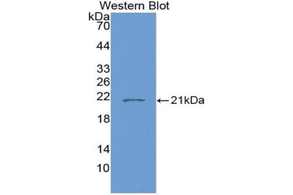IL-7 anticorps  (AA 26-177)