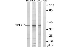 Western blot analysis of extracts from HeLa cells, MCF-7 cells and COLO cells, using HSD3B7 antibody. (HSD3B7 anticorps)