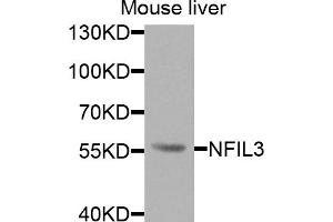 Western blot analysis of extracts of mouse liver, using NFIL3 antibody (ABIN6290673) at 1:1000 dilution.