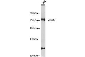 Western blot analysis of extracts of LO2 cells, using  antibody (ABIN6129942, ABIN6137100, ABIN6137101 and ABIN7101827) at 1:1000 dilution. (ARID2 anticorps  (AA 1586-1835))
