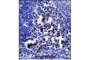 POU2AF1 Antibody (N-term) (ABIN653040 and ABIN2842654) immunohistochemistry analysis in formalin fixed and paraffin embedded human tonsil tissue followed by peroxidase conjugation of the secondary antibody and DAB staining. (POU2AF1 anticorps  (N-Term))