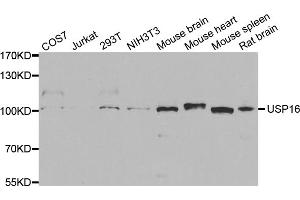 Western blot analysis of extracts of various cell lines, using USP16 antibody. (USP16 anticorps)