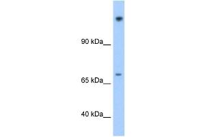 FAM129A antibody used at 1. (Niban anticorps  (N-Term))