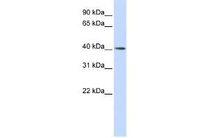 Western Blotting (WB) image for anti-Matrix Metalloproteinase 20 (MMP20) antibody (ABIN2459028)