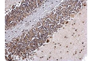 IHC-P Image COUP TF1 antibody [N1], N-term detects COUP TF1 protein at nucleus on mouse hind brain by immunohistochemical analysis. (NR2F1 anticorps  (N-Term))