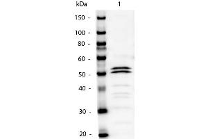 Western Blot of Mouse IgG1 Secondary Antibody Alkaline Phosphatase Conjugated. (Lapin anti-Souris IgG1 (Heavy Chain) Anticorps (Alkaline Phosphatase (AP)))