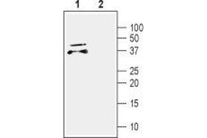 Western blot analysis of mouse brain lysate: - 1.