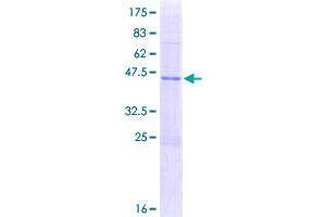 Image no. 1 for Apolipoprotein B mRNA Editing Enzyme, Catalytic Polypeptide-Like 3H (APOBEC3H) (AA 1-182) protein (GST tag) (ABIN1345363)