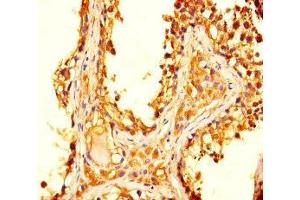 Immunohistochemistry of paraffin-embedded human testis tissue using ABIN7172582 at dilution of 1:100 (OVOL2 anticorps  (AA 19-114))